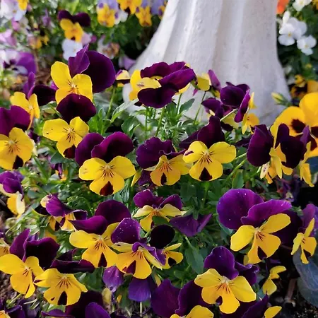 Lilli 2 Apartament Ferrara