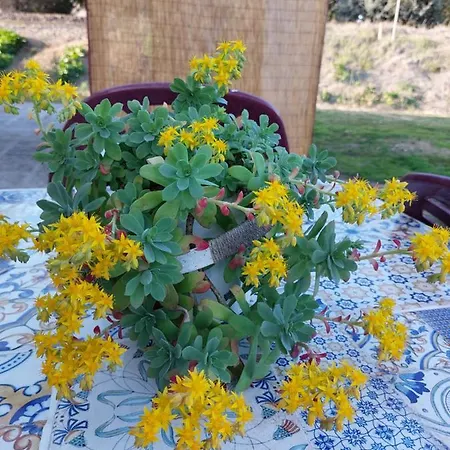 Lejlighed Lilli 2 Ferrara