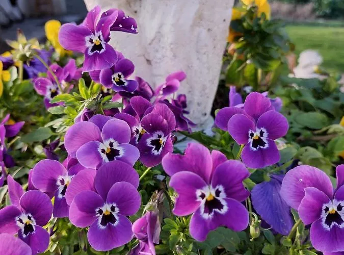 Apartman Lilli 2 Ferrara